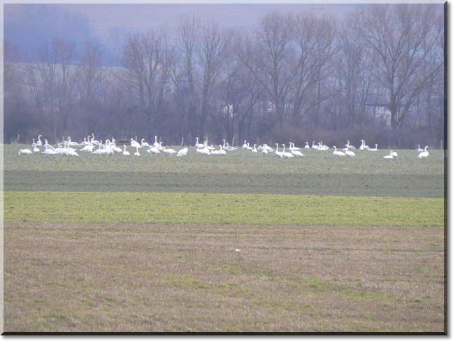 2009-02-15-ATTON-ETANGS-BALADE-005.jpg