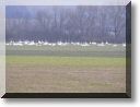 2009-02-15-ATTON-ETANGS-BALADE-005.jpg