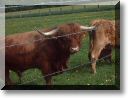 2009-05-03-MARCHE-MOUSSON-PHOTOS-ARTHUR-006.jpg