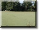 2009-10-25-ETANGS-BALADE-018.jpg