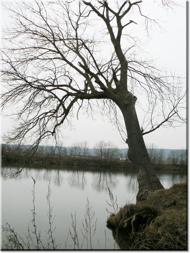 2010-03-14-BALADE-ETANGS-004.jpg