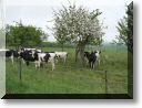 2010-05-09-BALADE-MOUSSON-020.jpg