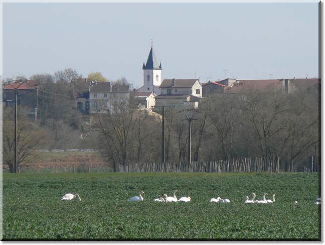 2011-03-20-BALADE-ETANGS-019.jpg