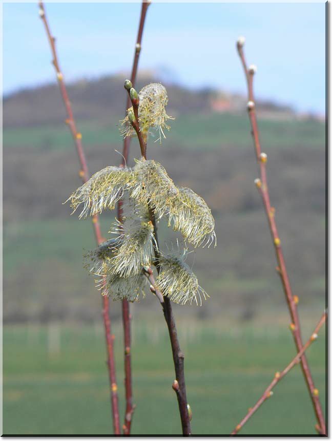 2011-03-20-BALADE-ETANGS-044.jpg