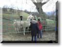 2011-02-06-BALADE-MOUSSON-019.jpg