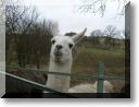 2011-02-06-BALADE-MOUSSON-021.jpg