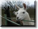 2011-02-06-BALADE-MOUSSON-022.jpg