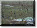 2011-02-06-BALADE-MOUSSON-041.jpg