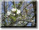 2011-03-20-BALADE-ETANGS-040.jpg