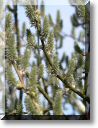 2011-03-20-BALADE-ETANGS-046.jpg
