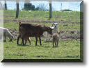 2011-03-20-BALADE-ETANGS-047.jpg