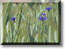 2011-05-29-ATTON-BALLADE-004.jpg