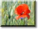 2011-05-29-ATTON-BALLADE-005.jpg