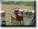 2011-05-29-ATTON-BALLADE-014.jpg