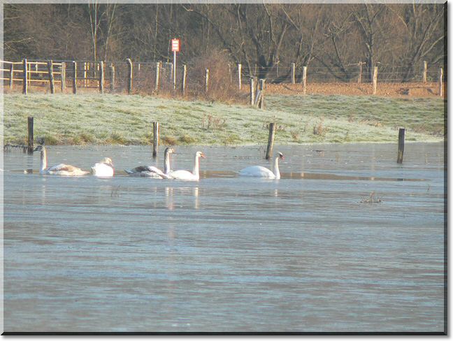 2012-01-15-BALADE-ETANGS-006.jpg