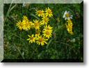 2012-06-17-BALADE-MOUSSON-032.jpg