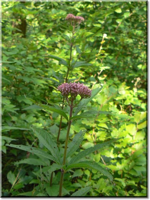 2012-07-22-BALADE-NORROY-016.jpg