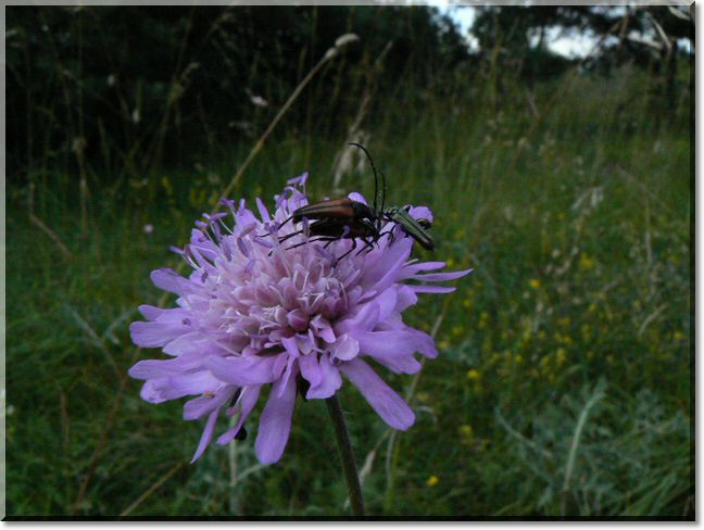 2012-07-22-BALADE-NORROY-045.jpg