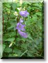 2012-07-22-BALADE-NORROY-001.jpg