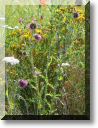 2012-07-22-BALADE-NORROY-010.jpg