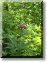 2012-07-22-BALADE-NORROY-016.jpg