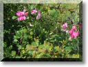 2012-07-22-BALADE-NORROY-019.jpg