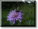 2012-07-22-BALADE-NORROY-045.jpg