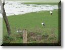 2012-01-08-BALADE-MOUSSON-015.jpg
