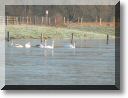2012-01-15-BALADE-ETANGS-006.jpg
