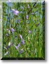 2012-05-13-BALADE-ETANGS-008.jpg