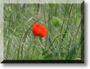 2012-05-27-BALADE-MOUSSON-021.jpg