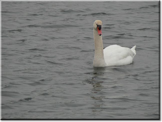 2013-01-13-ATTON-BALADE-ETANGS-015.jpg