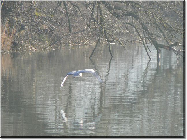 2013-02-10-ATTON-BALADE-ETANGS-020.jpg