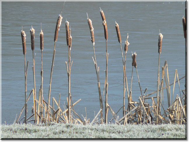 2013-02-10-ATTON-BALADE-ETANGS-024.jpg