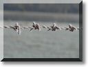2013-02-10-ATTON-BALADE-ETANGS-010.jpg