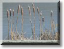 2013-02-10-ATTON-BALADE-ETANGS-024.jpg